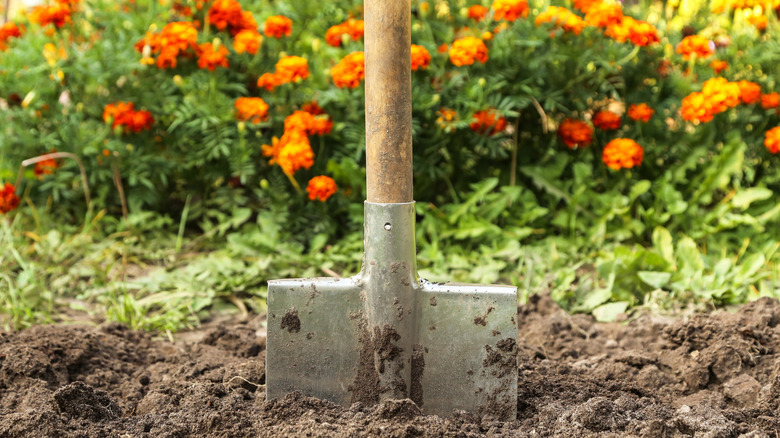 A shovel in freshly turned soil in front of a flower bed