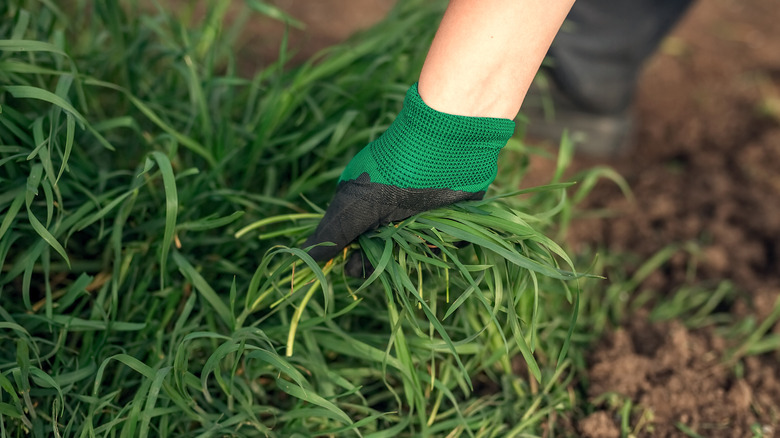 A gardener pulling up clumps of grass by hand
