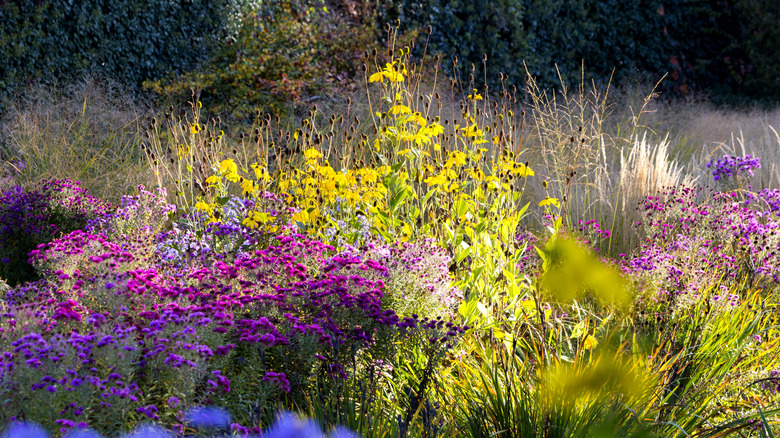 Colorful flowers growing alongside grasses