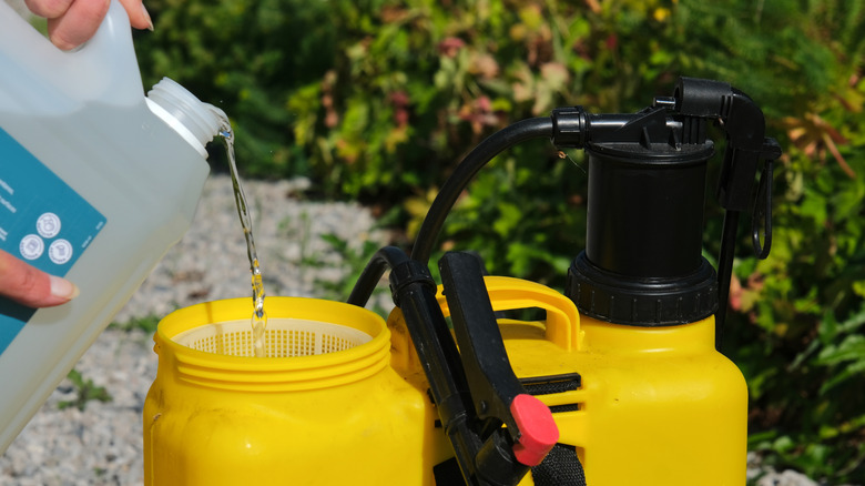 Filling a sprayer tank with herbicide