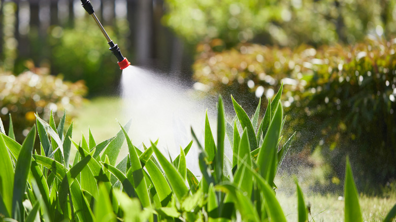 A gardener spraying plants