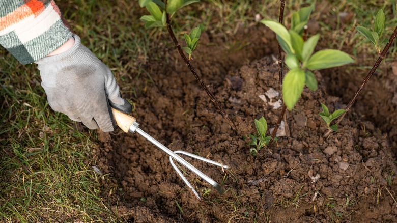 A gardener gently tilling soil with a hand tiller fork