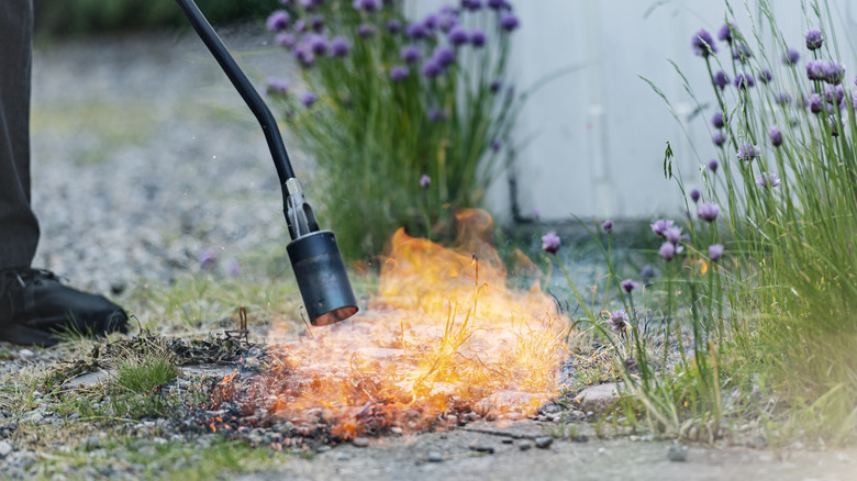A propane torch burning grass