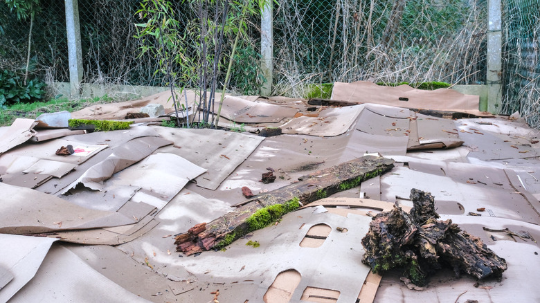 A flower bed laid to mulch with cardboard sheets