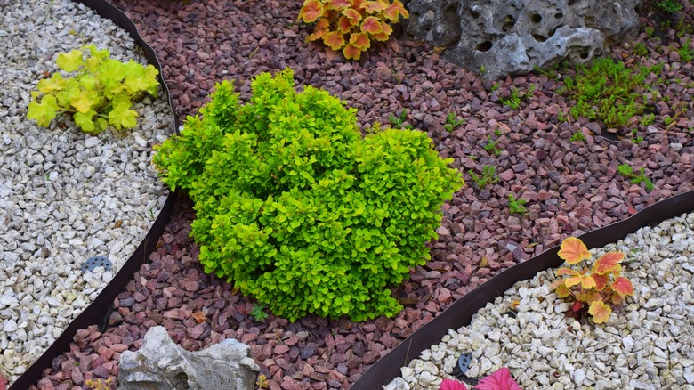 A well-maintained garden border with gravel mulch