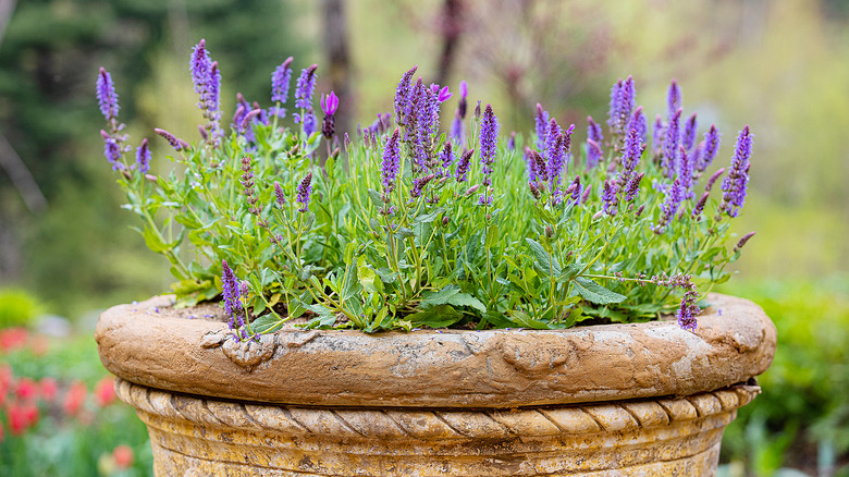 Lavender in a large pot