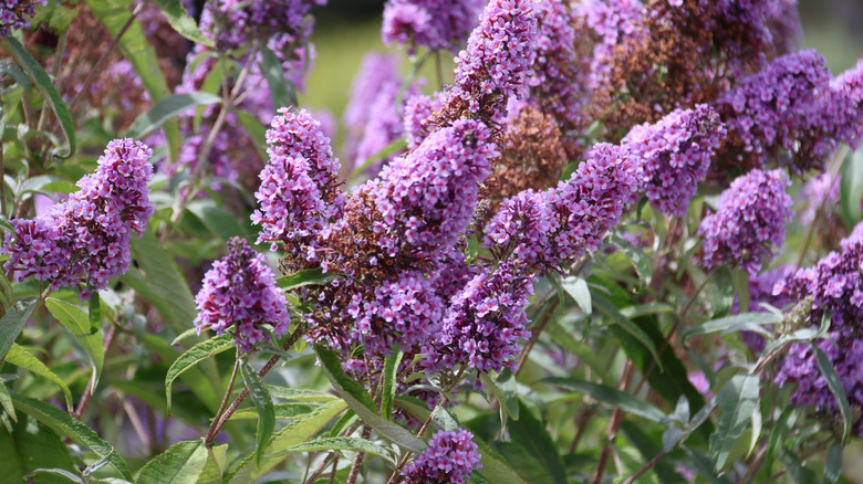 The lilac flowers of a butterfly bush (Buddleja spp.)