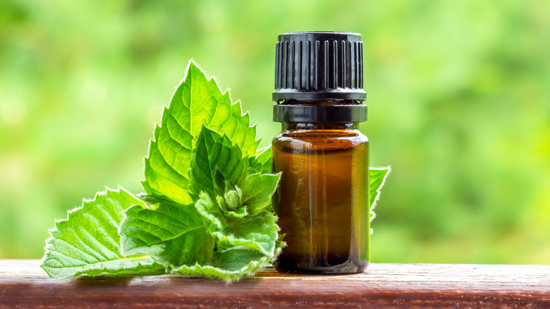 A bottle of essential peppermint oil next to mint leaves