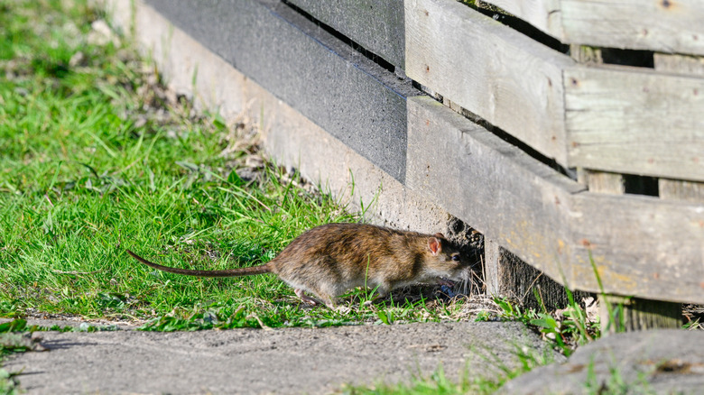 A rat next to an opening beneath a wall