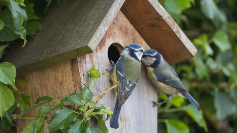 Bluebird pair on a birdhouse in the trees
