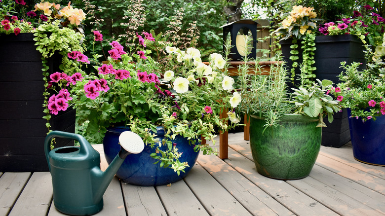 Potted plants on a wooden deck