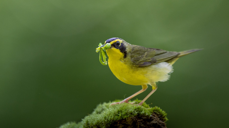 Yellow bird eating caterpillars