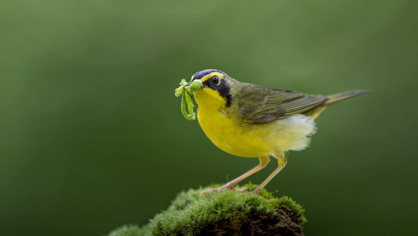 Clever Tips To Attract BugEating Birds To Your Yard