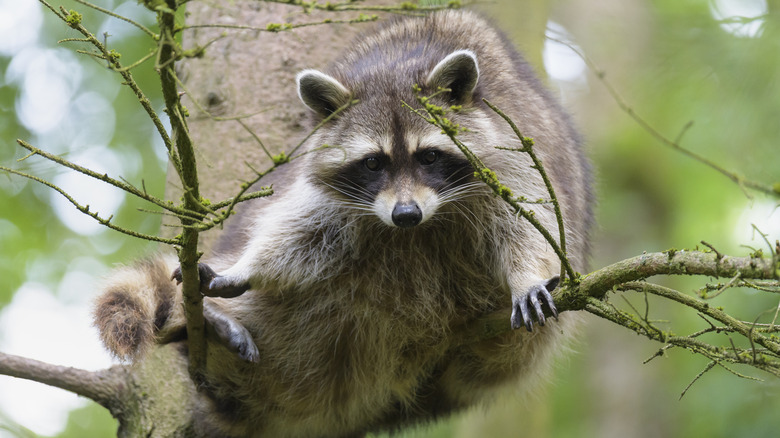 Raccoon sitting up in tree