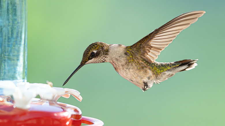 A hummingbird drinking from a feeder