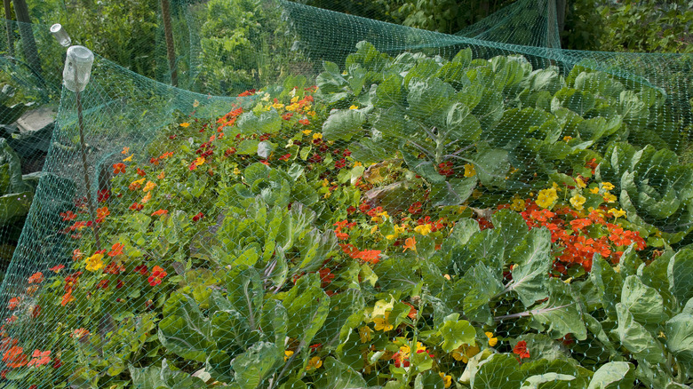wildlife netting in garden