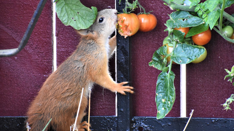 squirrel eating fruit in garden