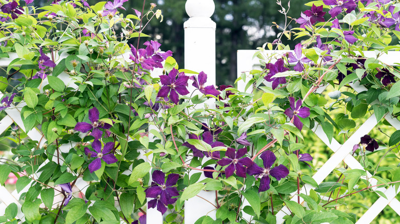 Plants climbing wooden trellis