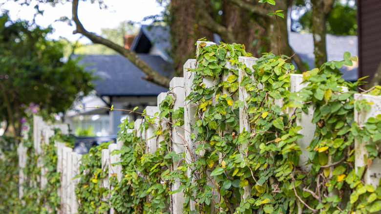 Vines climbing a wooden fence