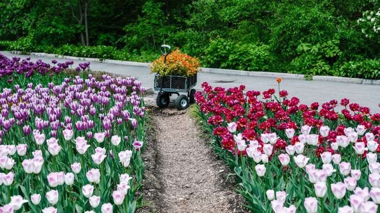 Wheelbarrow loaded with flowers in a narrow flower garden
