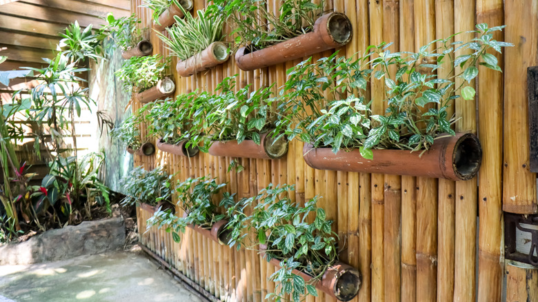 A stylish vertical garden on a bamboo fence in a small urban yard