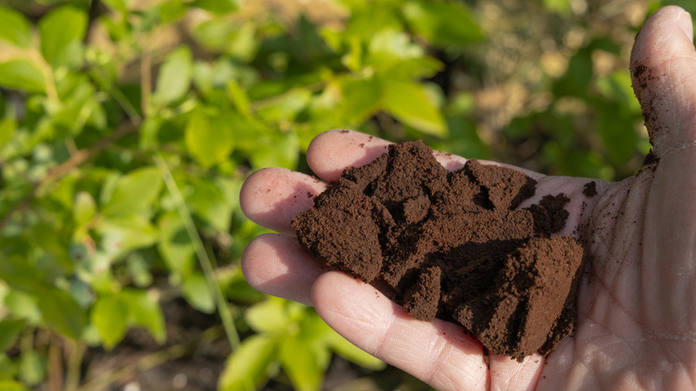 Coffee grounds in a person's hand