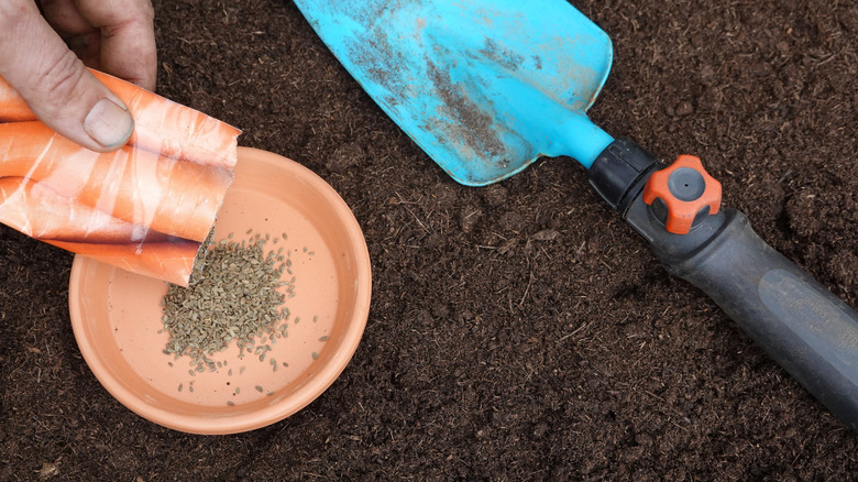 Person pouring carrot seeds into a small saucer