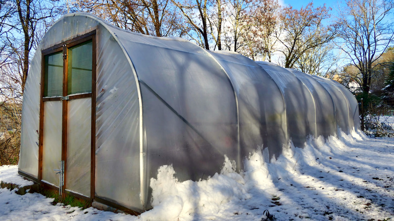 A high hoop tunnel protects plants in winter
