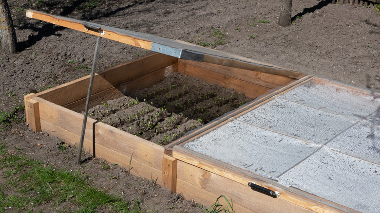 A wooden cold frame with plastic top protects seedlings