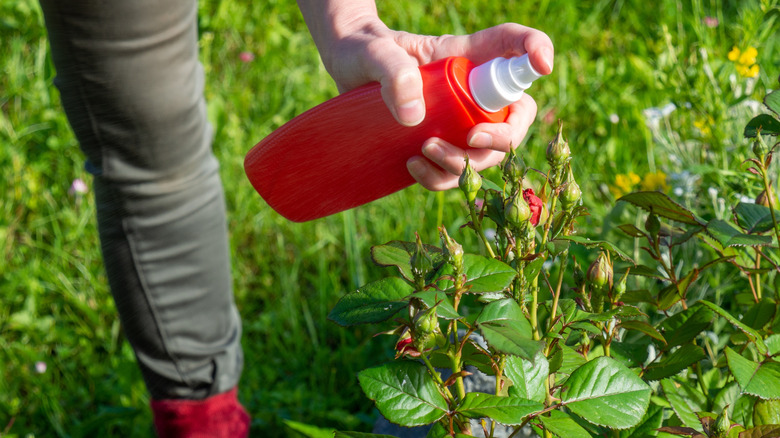 Woman spraying a DIY pest-control solution in her yard