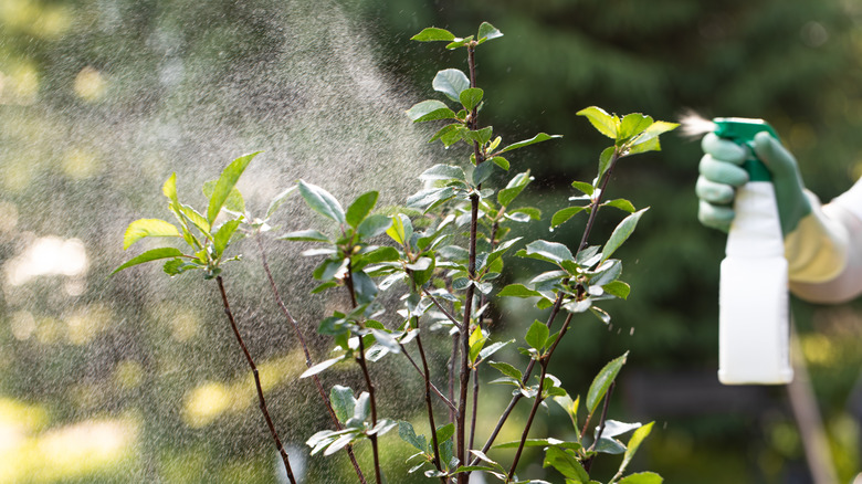 Gardener spraying a plant