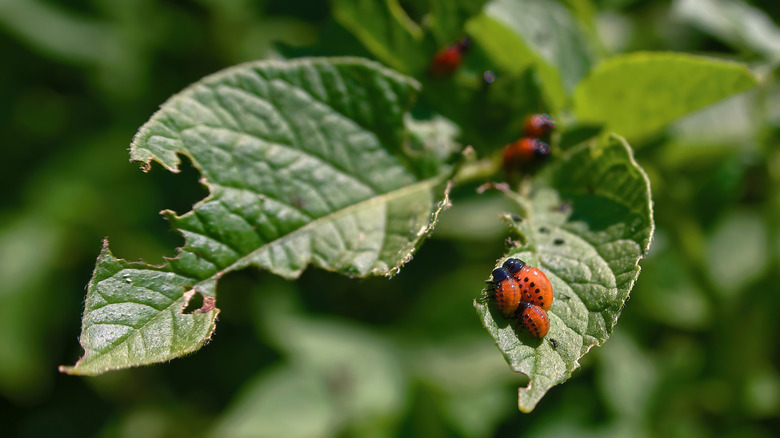 Bugs eating the leaves on a plant