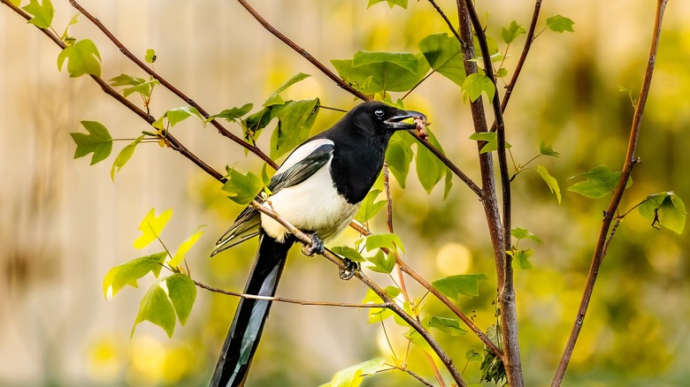 Magpie seated on branch