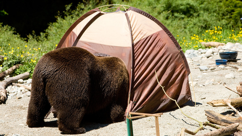 Brown bear in a tent