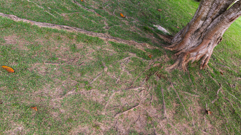 Tree roots spreading far from the trunk in a yard