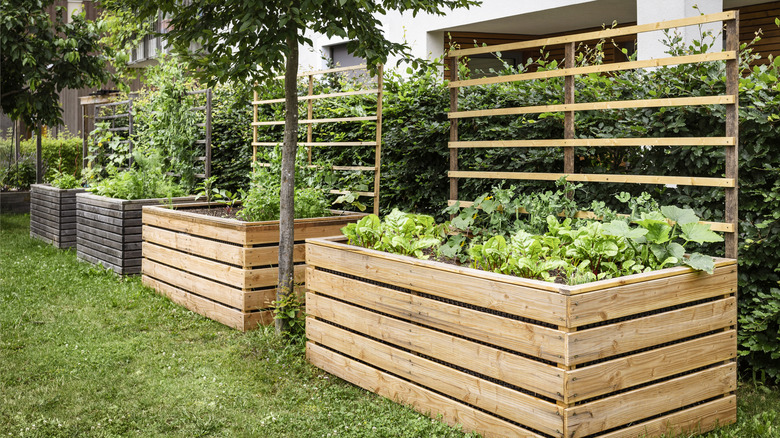 Multiple wooden waist-high garden beds in verdant backyard with grass, shrubs, and trees