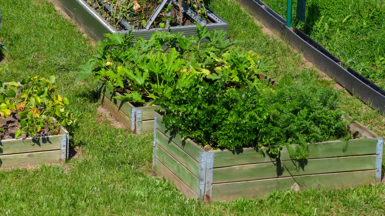 Raised garden beds with leafy green vegetables thriving in full sunlight
