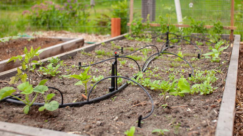 A raised bed with a plastic black drip irrigation system installed