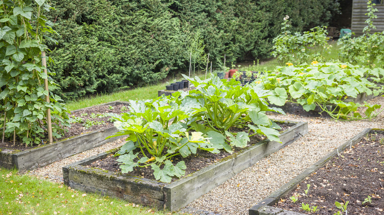 A vegetable garden with multiple raised beds and row of hedges in background