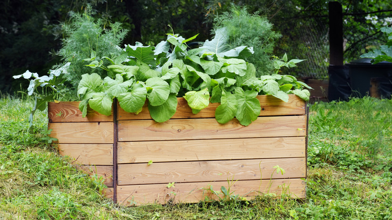 A wooden raised garden bed built on a grassy green slope
