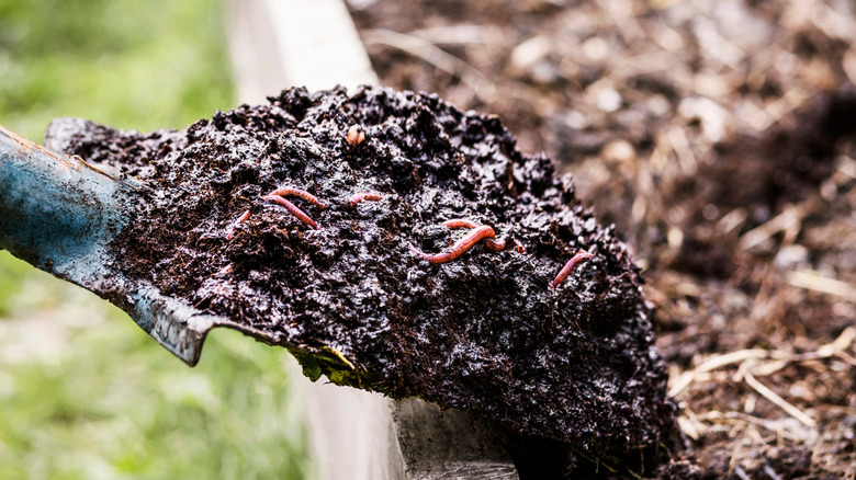 A shovel moving dark, wet compost with worms into a raised bed