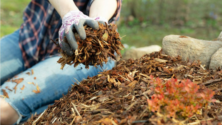 Person spreading wood mulch in a garden