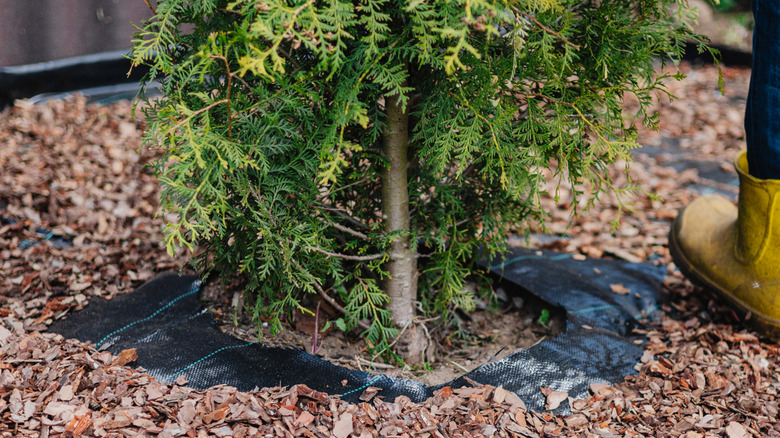 A small tree surrounded by a plastic sheet and bark mulch