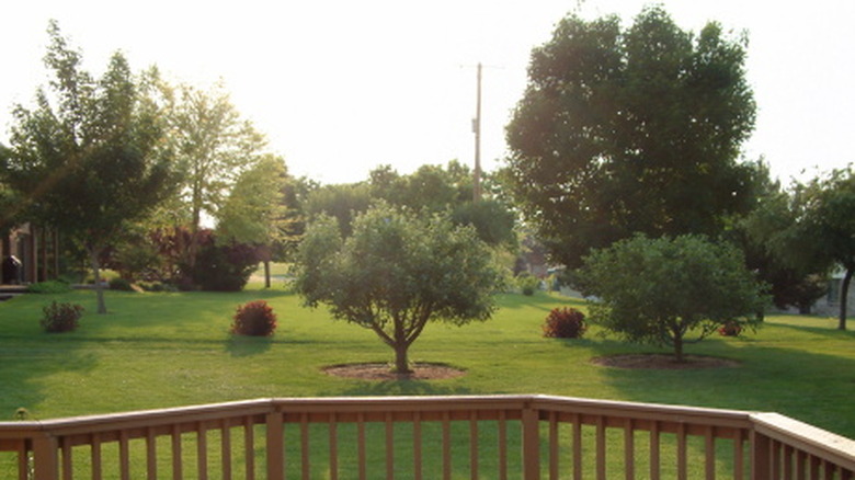 Backyard with several trees