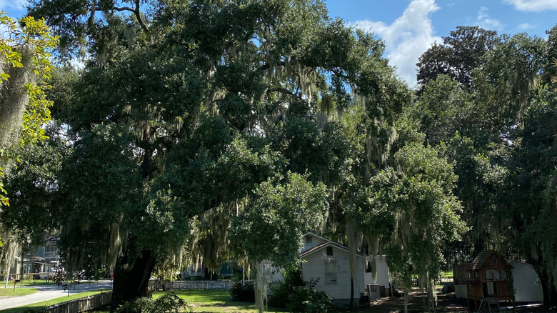Oak trees in yard