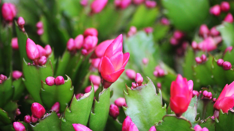 Christmas cactus blooms