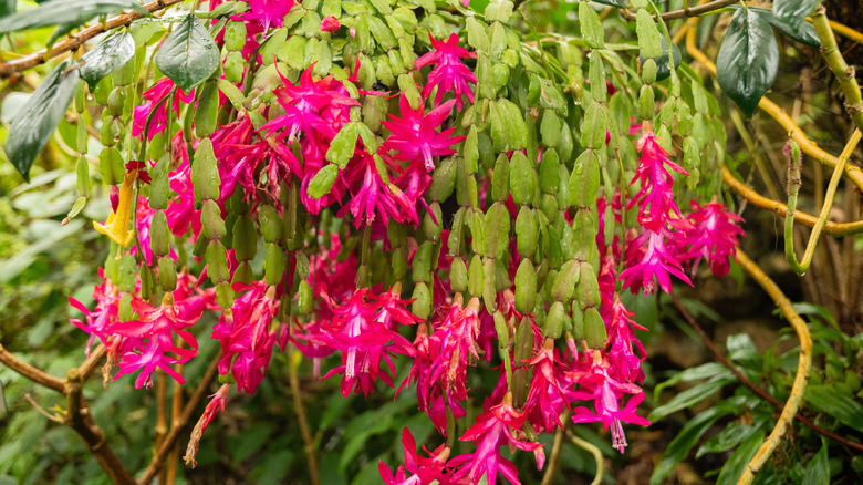 Christmas cactus outside in garden, close-up