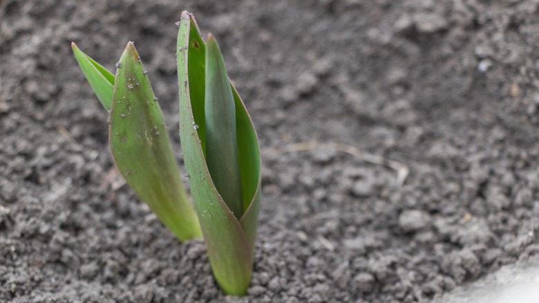 a small green plant grows through gray soil