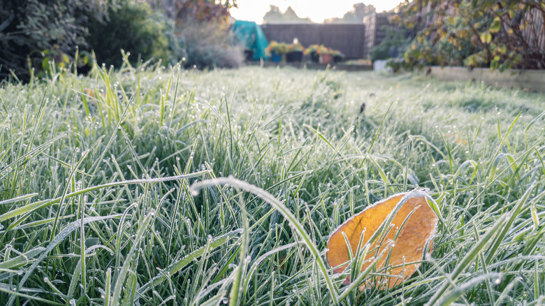 Close-up of frost on lawn with a yellow leaf