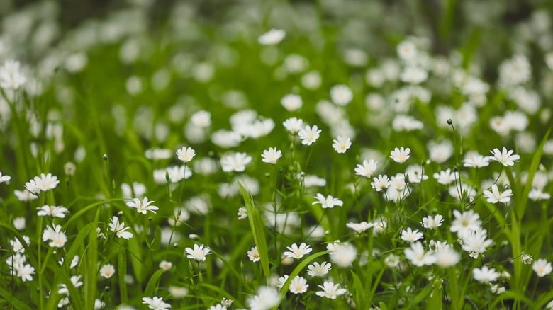 Small white chickweed blooms in grass